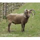 Manx Loaghtan wool